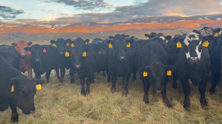 BRED HEIFERS FORSALE! -BH1120B5